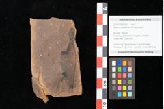 Foto (Objekt + Etikett) von Quercus palaeoilex Ettingshausen (NHMW-GEO-2024-0188-0925)